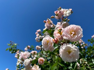 11927FF1-45EC-4881-9558-D6039F7E4CE1.jpeg