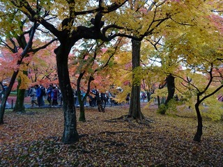 2014-11-26 12.01.44.jpg