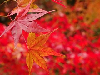 2014-11-26 12.31.34.jpg