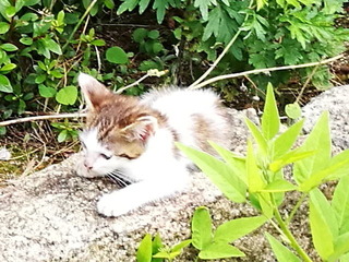 2016-06-20 15.00.14st2.jpg