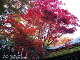 2016-11-16 16.15.09.jpg