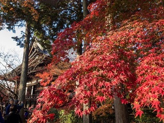 2016-11-23 14.59.12.jpg