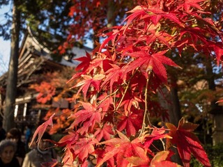 2016-11-23 14.59.47.jpg
