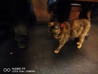2017-04-15 23.21.20.jpg