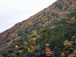 2020-11-03 06.20.54.jpg