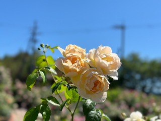 48B2411A-6A36-44F1-914D-851DED133BF4.jpeg