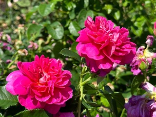 6EB08A8A-1C57-4580-BD12-04CEACA9DE8A.jpeg