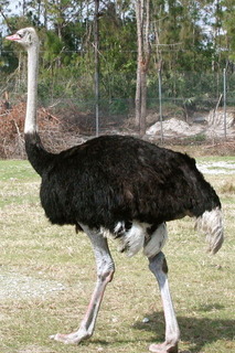 800px-Struthio_camelus_kwh.jpg