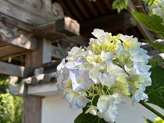 A24ACE96-E437-4D7F-993B-1CE4FCDE9BDD.jpeg