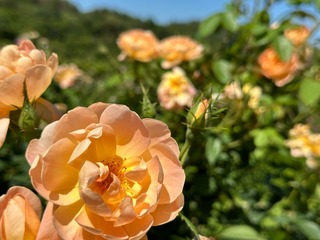 BE6C3357-2053-42DB-8C3E-97E015206F7A.jpeg
