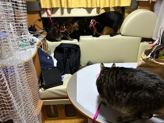 CEBBD85F-4E27-45A3-A9F8-6CC31F67427D.jpeg