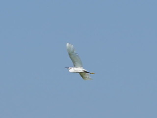 DSC00082tri.jpg