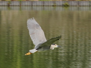 DSC00085tri.jpg