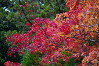 DSC00320.jpg