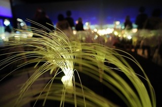 DSC00504.jpg