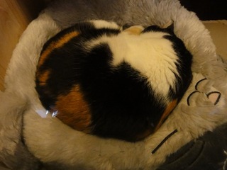 DSC00802.jpg