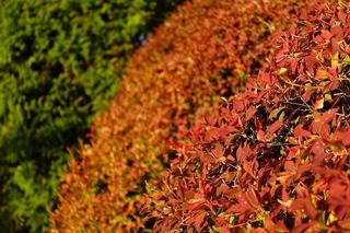 DSC04525.jpg