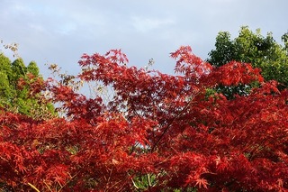 DSC04528.jpg