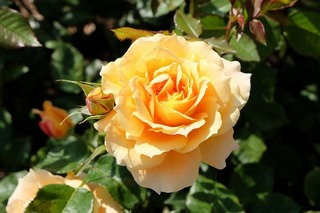 DSCF0023.jpg
