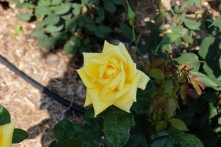 DSCF0050.jpg