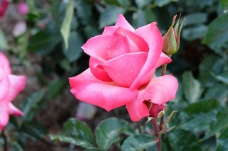 DSCF0074.jpg