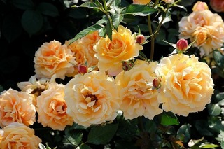 DSCF0076.jpg