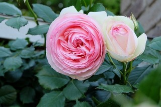 DSCF0081.jpg