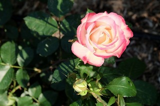 DSCF0100.jpg