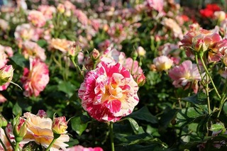 DSCF0108.jpg