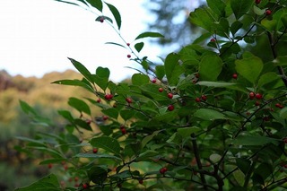 DSCF0122.jpg