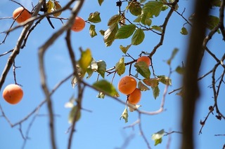 DSCF0151.jpg
