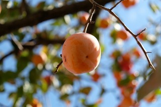 DSCF0159.jpg