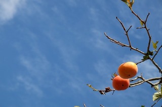 DSCF0166.jpg