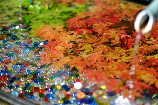 DSCF0770.jpg