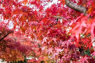 DSCF0781-1.jpg