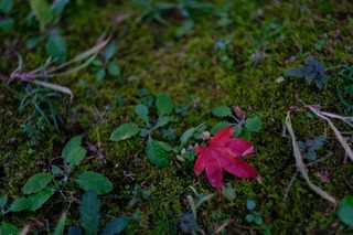 DSCF0852.jpg
