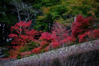 DSCF0856.jpg