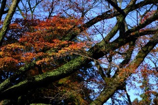 DSCF0962.jpg