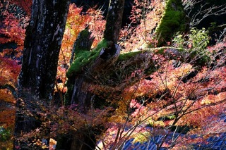 DSCF0970.jpg