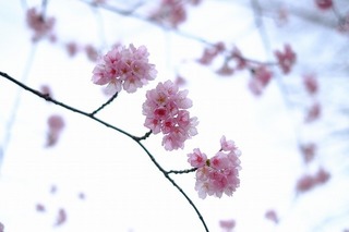 DSCF1421.jpg