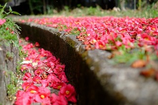 DSCF1479.jpg