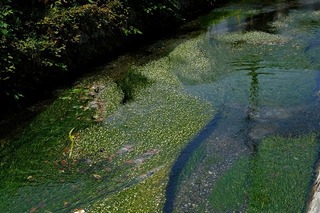DSCF1777.jpg