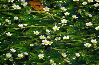 DSCF1780.jpg