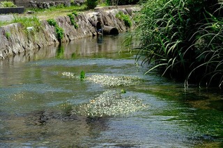 DSCF1799.jpg