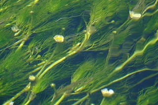 DSCF1801.jpg
