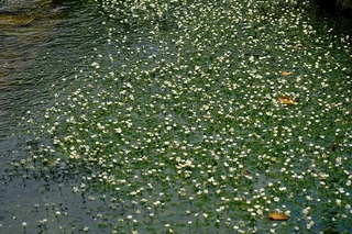DSCF1854.jpg