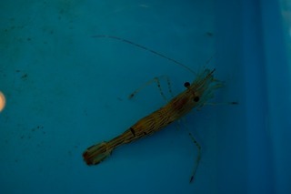 DSCF2080.jpg