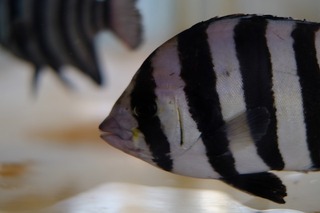 DSCF2086.jpg