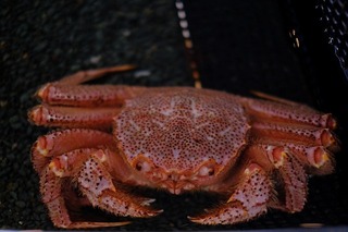DSCF2095.jpg