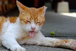 DSCF2216.jpg